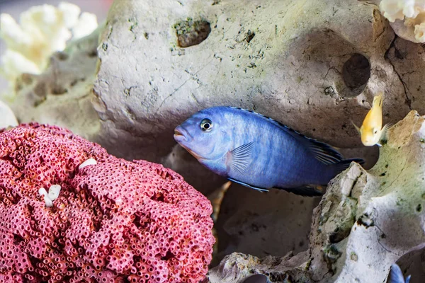 Цветные Тропические Рыбы Семейства Цихлид — стоковое фото