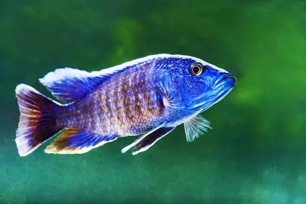 Barevné Tropické Ryby Čeledi Cichlid — Stock fotografie