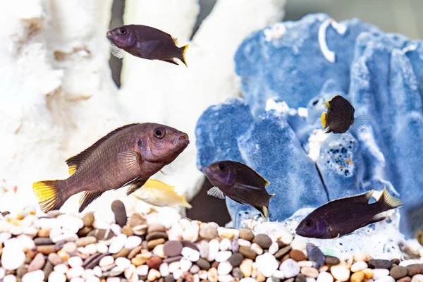 Groep Van Malawi Cichlid Vis Het Aquarium — Stockfoto