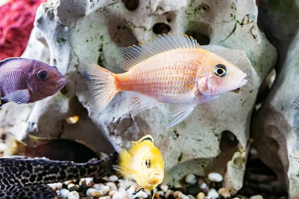 Hem Akvarium Med Fisk Papegojor Och Malawiciklider — Stockfoto