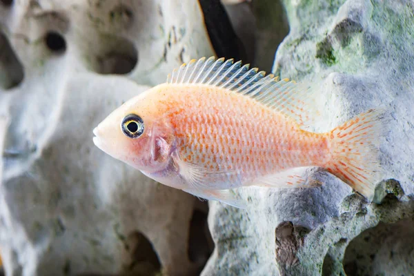 Fotos Malawi Buntbarsche Fische Nahaufnahme Aquarium — Stockfoto