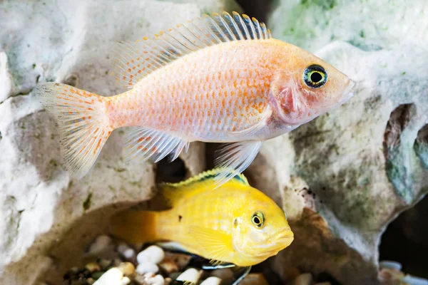 Hem Akvarium Med Fisk Papegojor Och Malawiciklider — Stockfoto