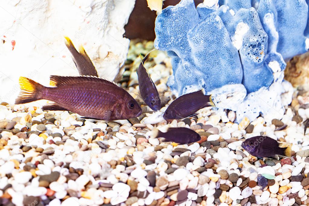 Group Malawi cichlid fish n the aquarium