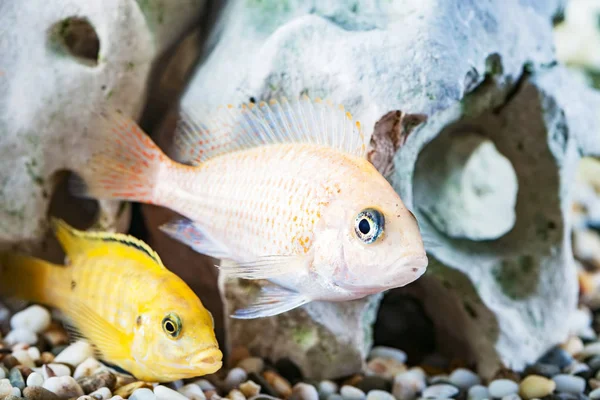 Hem Akvarium Med Fisk Papegojor Och Malawiciklider — Stockfoto