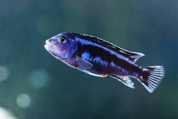 Poisson Tropical Coloré Famille Des Cichlidés — Photo