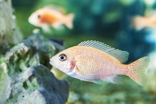 Photos Malawi Cichlids Fish Closeup Aquarium — Stock Photo, Image