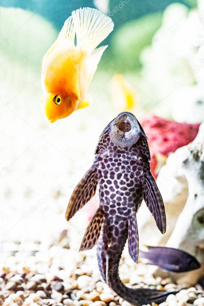 Aquarium Catfish, Hypostomus plecostomus, stuck to the glass of aquarium