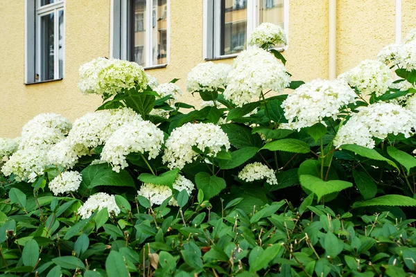 Cultivo Floreciente Hortensia Paniculada Hydrangea Paniculata Jardín Verano —  Fotos de Stock