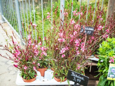 Çiçek çiçek pazarı, Berlin, Almanya, Satılık