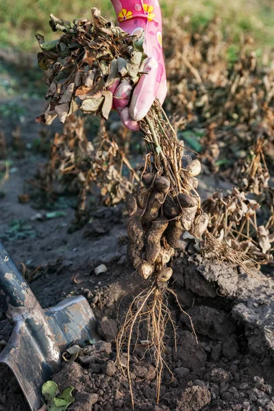 收获花生家花园挖去以圆锹 花生豆出土的土壤 — 图库照片