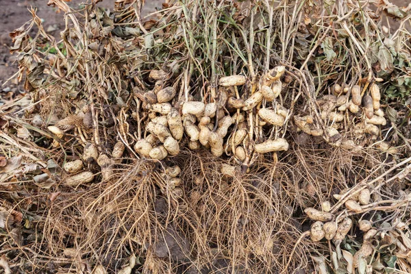 Harvest Peanuts Peanut Plants Roots Closeup — Stock Photo, Image