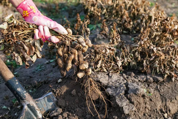 收获花生家花园挖去以圆锹 花生豆出土的土壤 — 图库照片