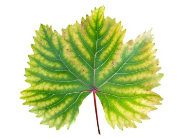 Closeup of vine grape leaf with chlorosis isolated on white background with clipping paths. Diseases of grapes. Chlorosis of leaves. clipart