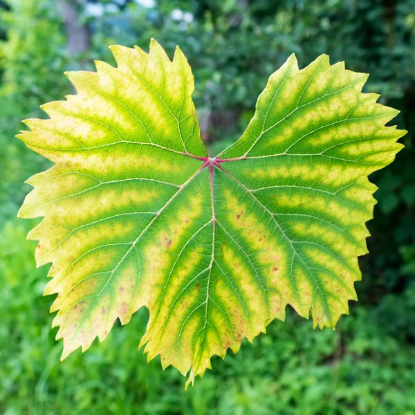 Closeup Asma Üzüm Yaprağı Ile Chlorosis Hastalıklar Üzüm Chlorosis Yaprak — Stok fotoğraf