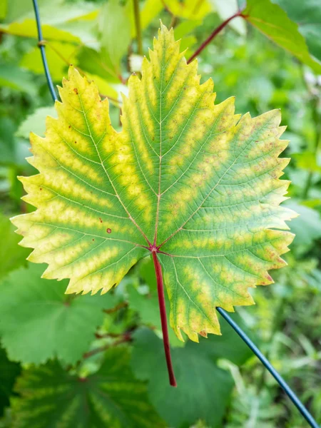 ブドウのつるの葉クロロシスのクローズ アップ ブドウの病気 葉の萎黄病 — ストック写真