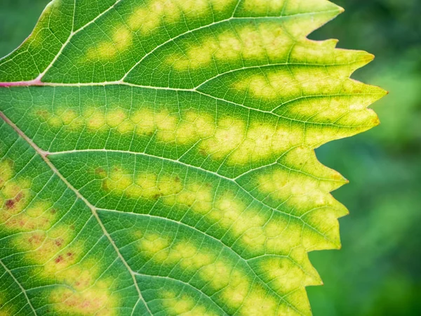 Primo Piano Vite Foglia Uva Con Clorosi Primo Piano Malattie — Foto Stock