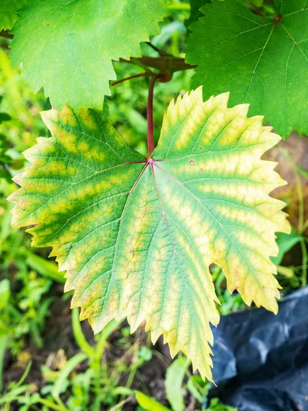 Closeup Asma Üzüm Yaprağı Ile Chlorosis Hastalıklar Üzüm Chlorosis Yaprak — Stok fotoğraf