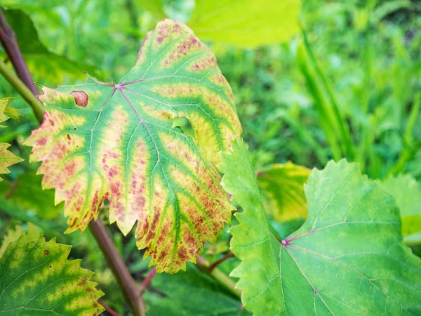 Nahaufnahme Von Weintraubenblättern Mit Chlorose Traubenkrankheiten Chlorose Der Blätter — Stockfoto