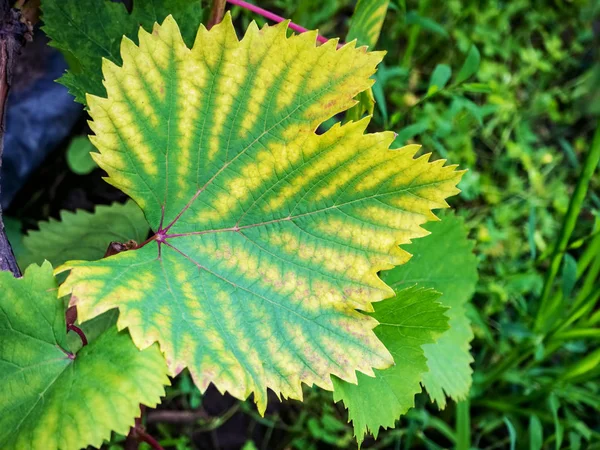 Primo Piano Vite Foglia Uva Con Clorosi Malattie Dell Uva — Foto Stock