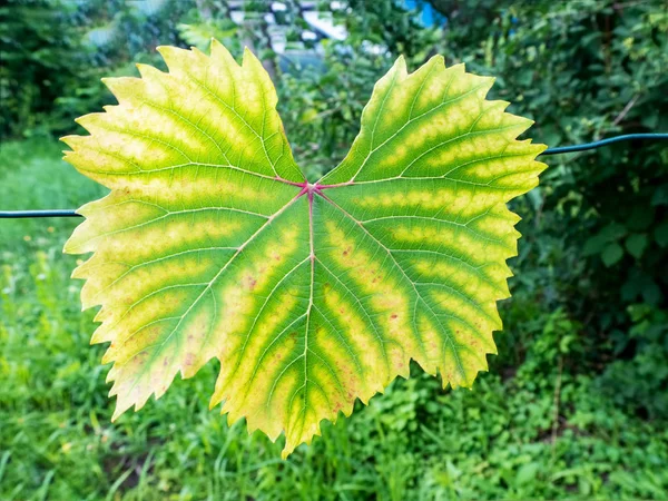 葡萄叶的特写与黄化 葡萄病害 树叶的黄化 — 图库照片