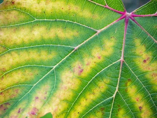 Primo Piano Vite Foglia Uva Con Clorosi Primo Piano Malattie — Foto Stock