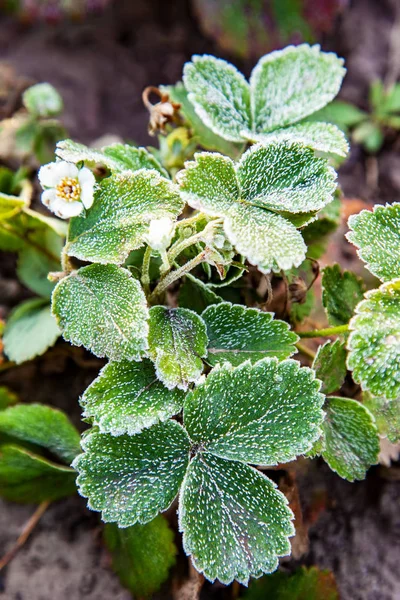 绿色的草莓叶子覆盖着冰晶 植物上的霜冻 冰冻的特写 — 图库照片