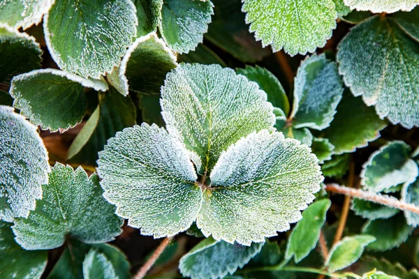 绿色的草莓叶子覆盖着冰晶 植物上的霜冻 冰冻的特写 — 图库照片