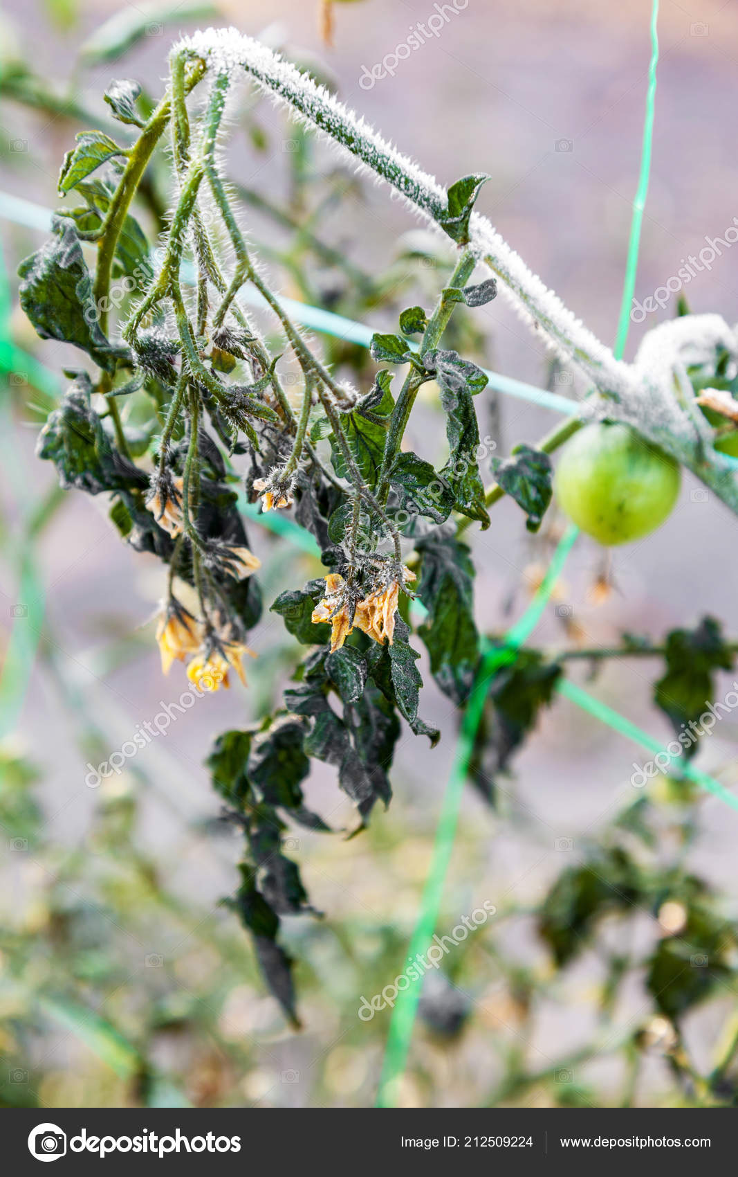 Cherry Tomatoes Growing Garden First Ground Frost Frost Plants