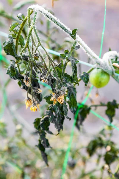 Cherry Rajčátka Rostoucích Zahradě První Pozemní Frost Mráz Rostlinách Zmrazit — Stock fotografie