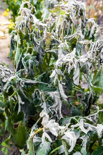 Eggplant Bushes Growing Garden First Ground Frost Frost Plants Freeze — Stock Photo, Image