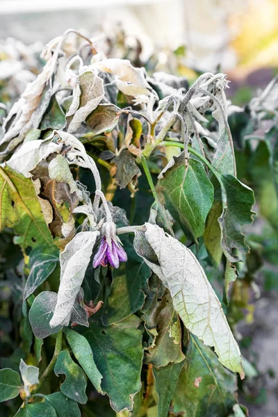 Eggplant Bushes Growing Garden First Ground Frost Frost Plants Freeze — Stock Photo, Image