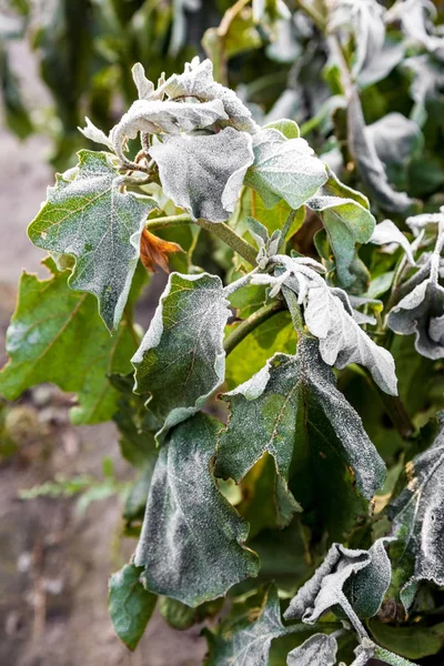 Melanzane Cespugli Che Crescono Giardino Dopo Primo Gelo Terra Gelo — Foto Stock