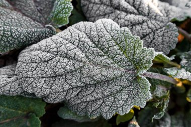 Yakın çekim yeşil adaçayı yaprakları buz kristalleri, frost bitkiler üzerinde kaplı dondurma