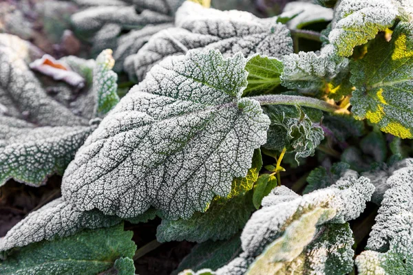 Salvia Blad Täckt Med Iskristaller Frost Växterna Frysa Närbild — Stockfoto