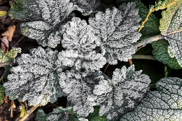 Green sage leaves covered with ice crystals, frost on the plants, freeze close-up