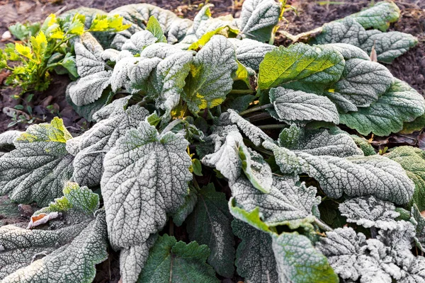 Yakın Çekim Yeşil Adaçayı Yaprakları Buz Kristalleri Frost Bitkiler Üzerinde — Stok fotoğraf