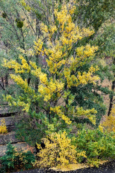 Bäume Mit Gelben Und Grünen Blättern Abstrakter Herbst Natürlicher Hintergrund — Stockfoto