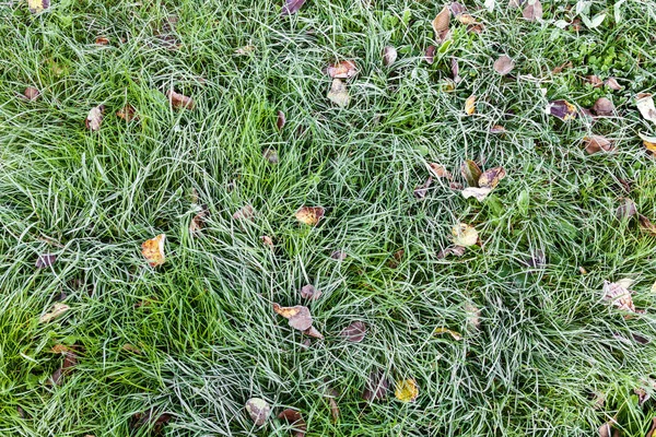 Winter frost on leaves and grass background, Frosty grass in the garden
