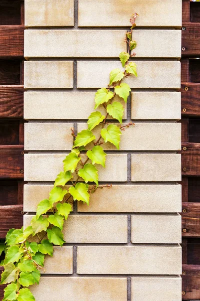 Slingrande Murgröna Växt Staketet Som Bakgrund — Stockfoto