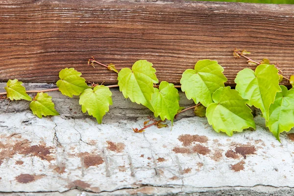 Planta Hiedra Enrollable Valla Madera Como Fondo —  Fotos de Stock