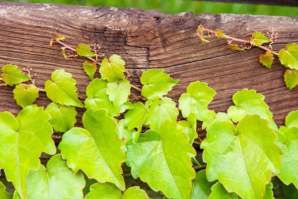 Wickelnde Efeu Pflanze Auf Holzzaun Als Hintergrund — Stockfoto