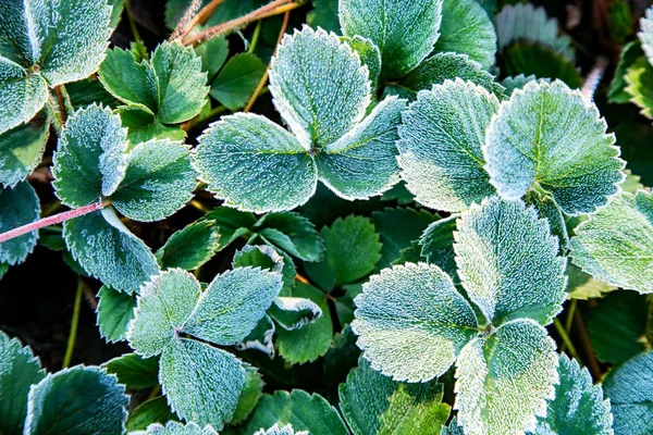 Grüne Erdbeerblätter Mit Eiskristallen Bedeckt Frost Den Pflanzen Nahaufnahme Einfrieren — Stockfoto