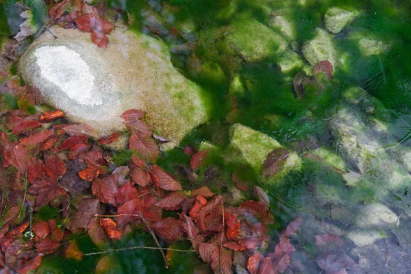 Hojas Caídas Congeladas Hielo Primera Helada Otoño —  Fotos de Stock