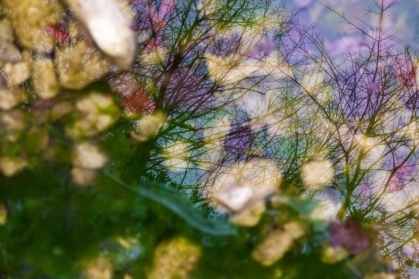 Los Árboles Que Reflejan Una Fina Capa Agua Sobre Hielo —  Fotos de Stock