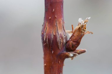 Fotoğraf ahududu safra midge, hastalık Lasioptera rubi, yakın çekim açık havada