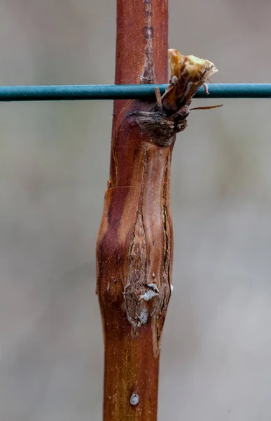 Fotoğraf Ahududu Safra Midge Hastalık Lasioptera Rubi Yakın Çekim Açık — Stok fotoğraf