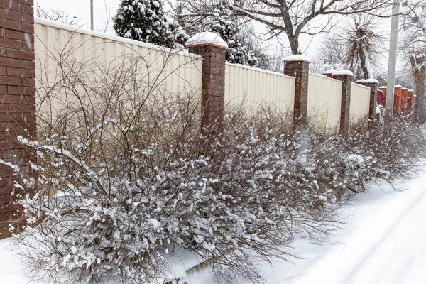 Struiken Bedekt Met Sneeuw Langs Een Hek Winter Tijdens Een — Stockfoto