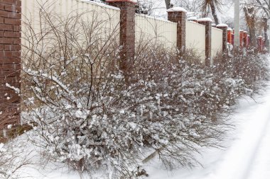 Bir kar yağışı sırasında Kışın kar bir çit boyunca çalıların kaplı
