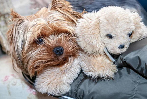 Młody Pies Yorkshire Terrier Jest Przytulanie Szczeniaka Pluszowe Zabawki — Zdjęcie stockowe