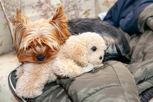 Junger Hund Yorkshire Terrier Schläft Mit Einem Plüschtier Welpen — Stockfoto